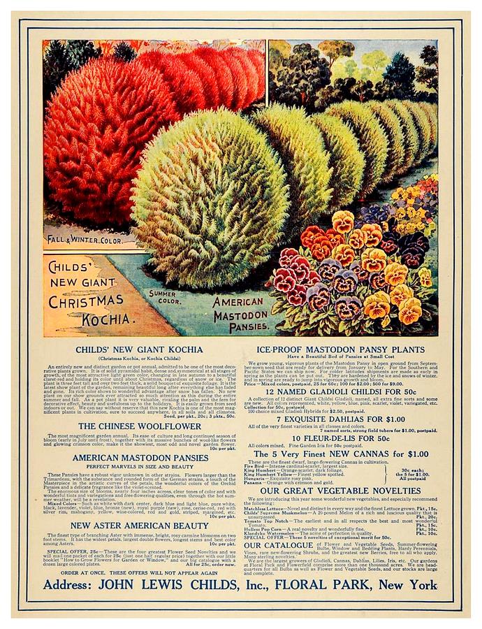 1918 - John Louis Childs Flowers Advertisement - Color Digital Art by John Madison