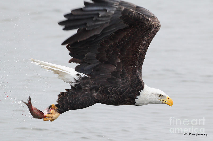 Bald Eagle #192 Photograph by Steve Javorsky