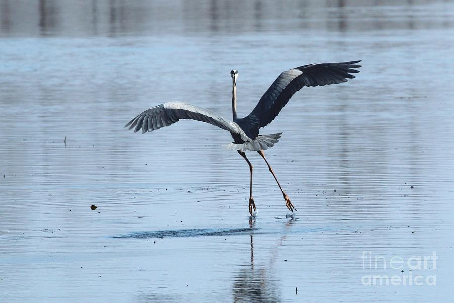 Great Blue Heron #192 Photograph by Jack R Brock
