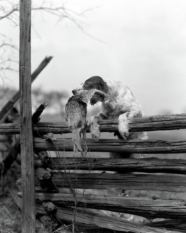 1920s English Setter Dog Climbing Photograph by Animal Images - Fine ...