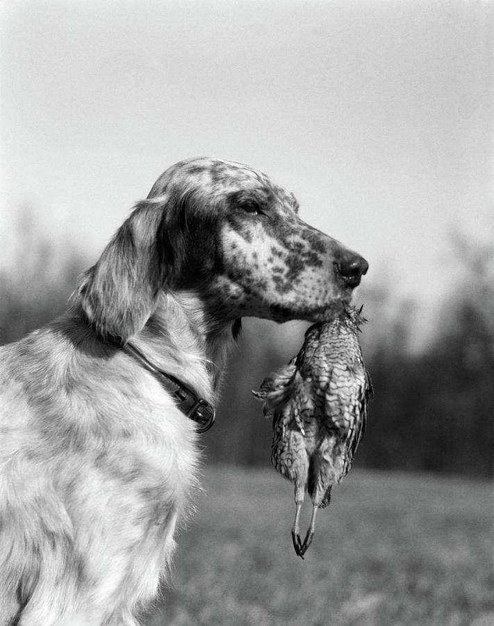Black And White Photograph - 1920s English Setter Holding Retrieved by Vintage Images