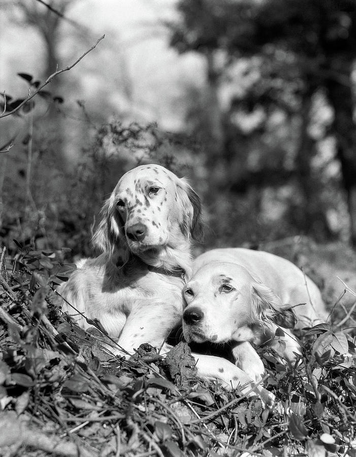 1920s Two Sweet English Setters Laying Photograph by Vintage Images 1920s Two Sweet English Setters Laying Photograph by Vintage Images