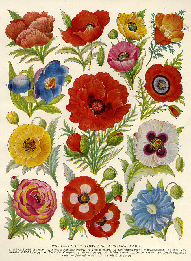 Nature Drawing - 1920s Uk Flowers Magazine Plate by The Advertising Archives