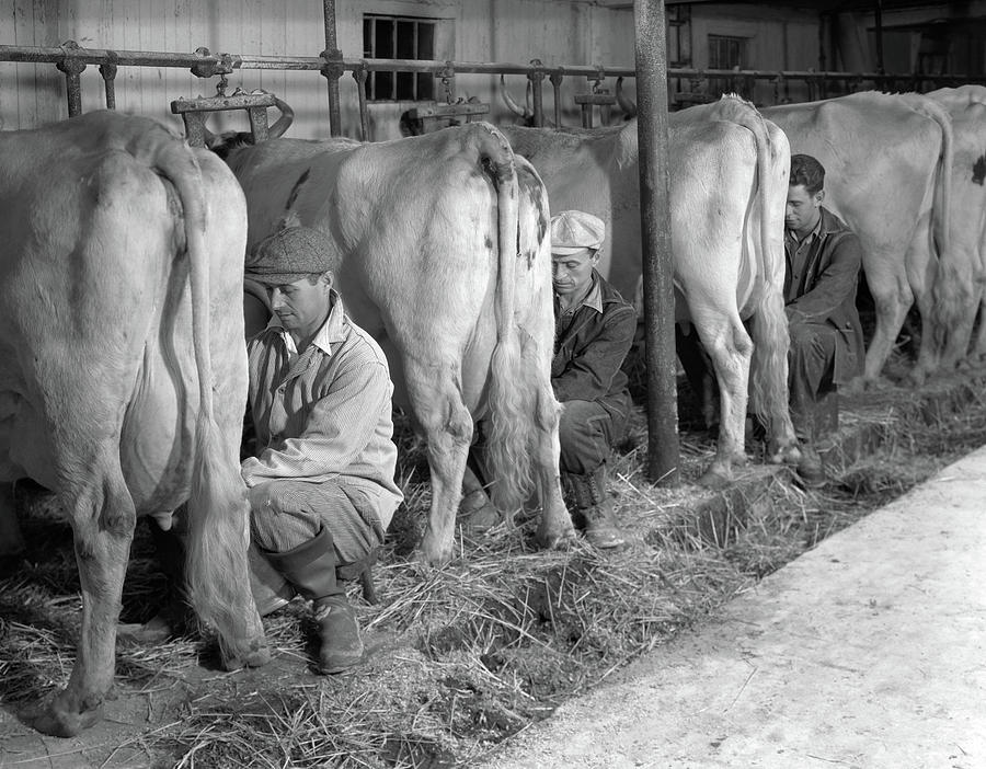 Black And White Photograph - 1930s 1940s Three Men Hand Milking by Vintage Images