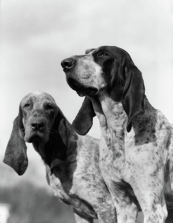 Black And White Photograph - 1930s Portrait Two French Foxhounds by Vintage Images