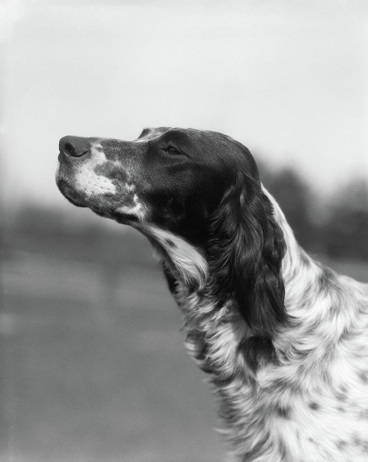 Black And White Photograph - 1930s Profile Portrait English Setter by Vintage Images