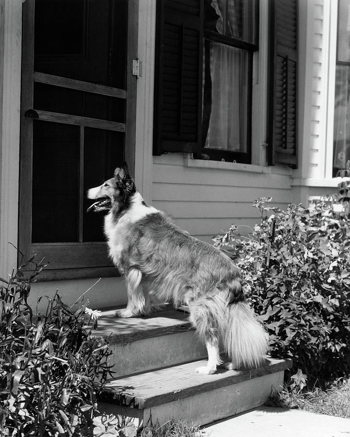 Black And White Photograph - 1930s Rough Scotch Collie Dog Standing by Vintage Images