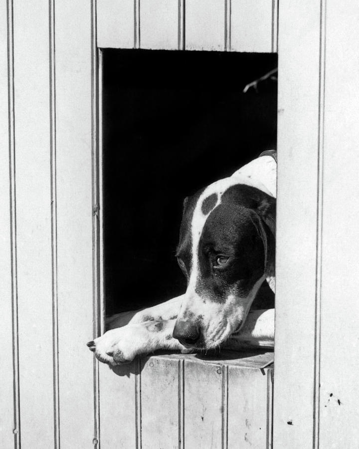 1930s Sad Hunting Dog Pointer Looking Photograph by Vintage Images ...