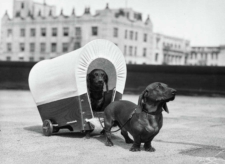 1930s Two Dachshund Dogs One Pulling Photograph by Vintage Images
