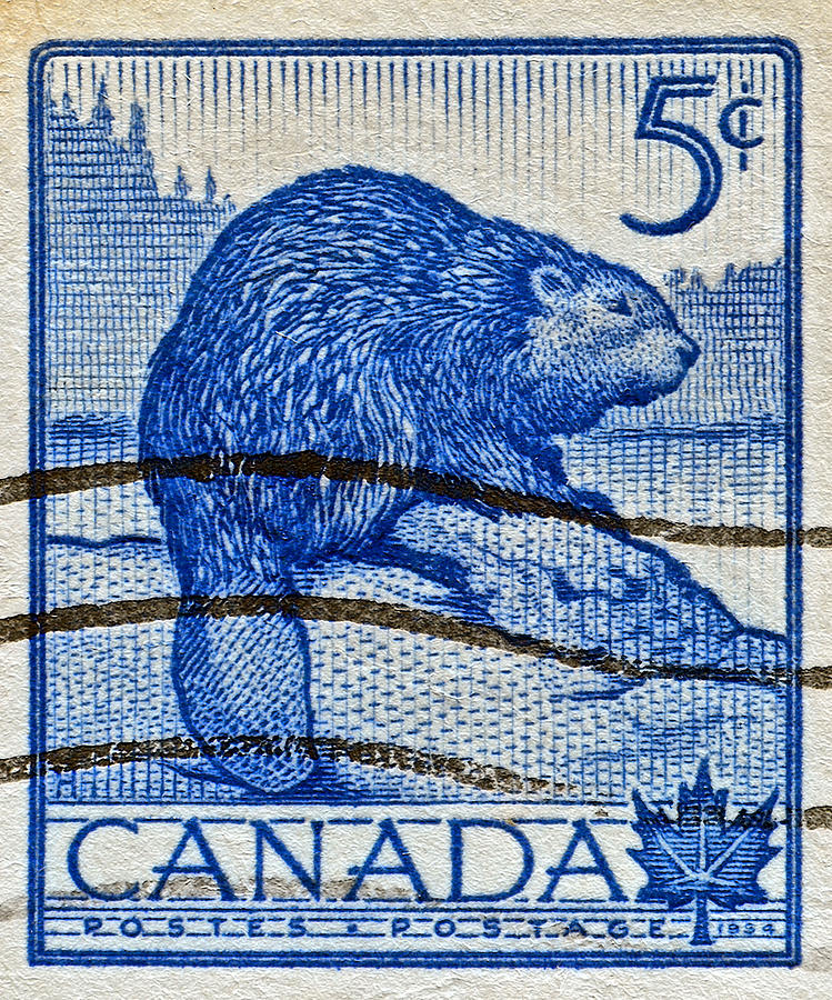 1954 Canada Beaver Stamp Photograph by Bill Owen