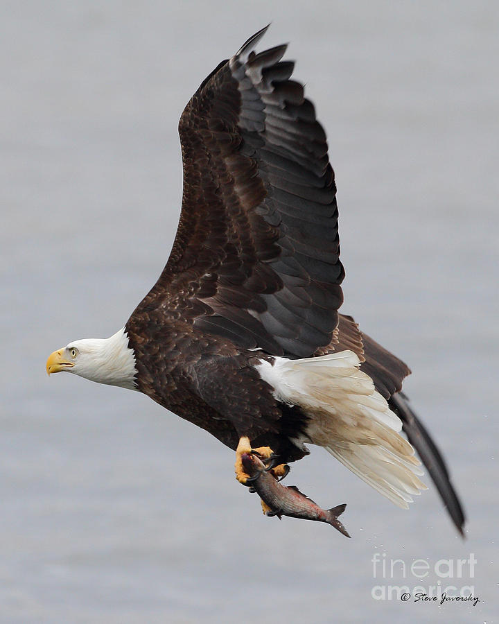 Bald Eagle #194 Photograph by Steve Javorsky