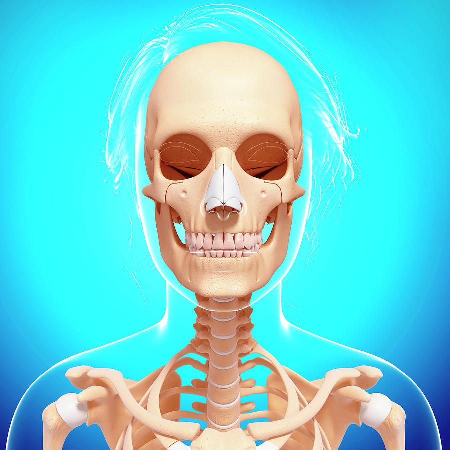 Female Skeleton Photograph By Pixologicstudio Science Photo Library Fine Art America