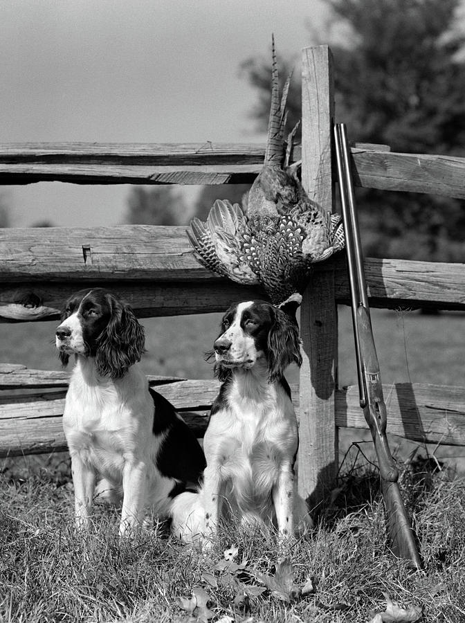 Black And White Photograph - 1940s Pair Of English Springer Spaniels by Vintage Images