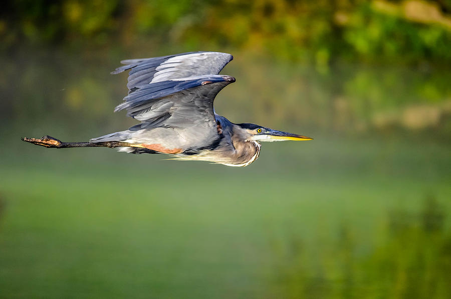 Great Blue Heron #195 Photograph by Brian Stevens