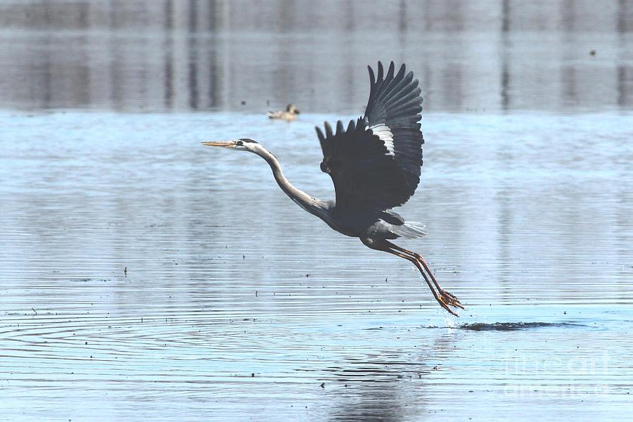 Great Blue Heron #195 Photograph by Jack R Brock
