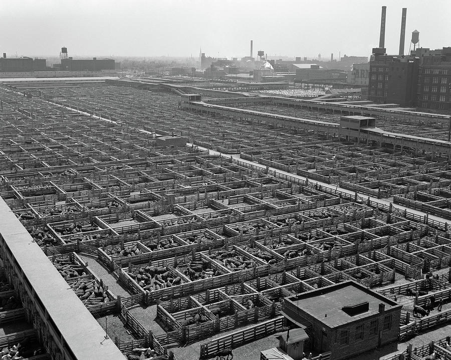 Black And White Photograph - 1950s Aerial View Of Cattle Pens by Vintage Images