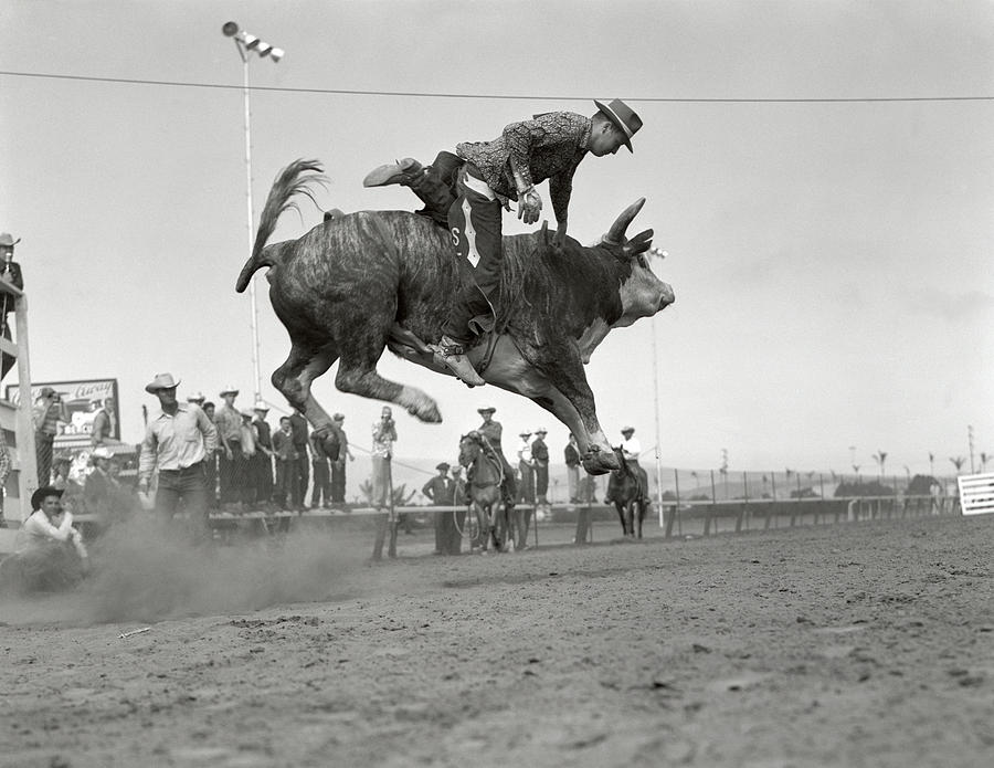 Black And White Photograph - 1950s Rodeo Bull Riding Cowboy by Vintage Images