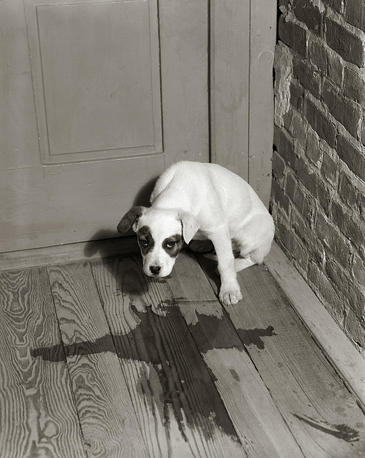 Black And White Photograph - 1950s Sad Dog In Corner Ashamed House by Vintage Images