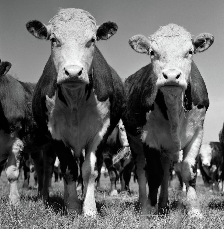 1950s Two Hereford Beef Cattle Standing Photograph by Vintage Images 1950s Two Hereford Beef Cattle Standing Photograph by Vintage Images