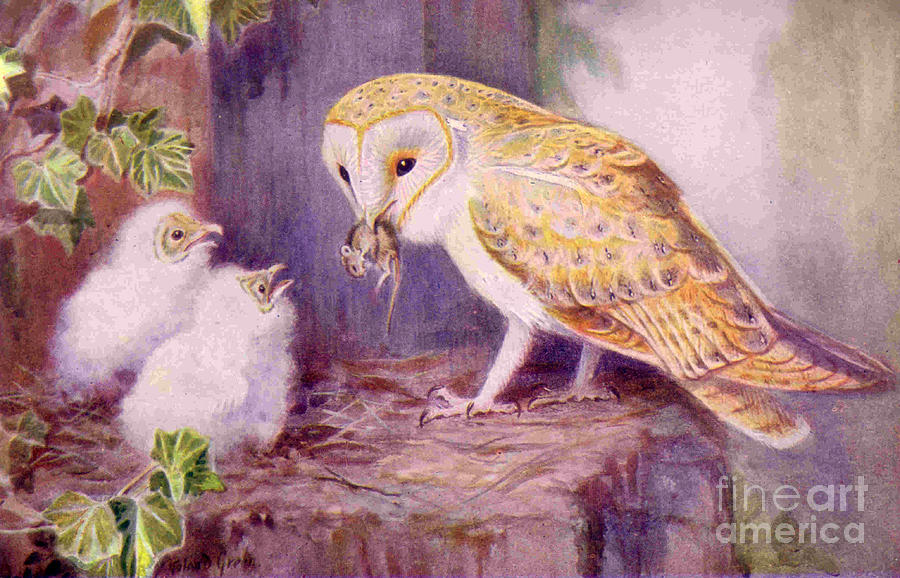 Bird Drawing - 1950s Uk Barn Owls Magazine Plate by The Advertising Archives