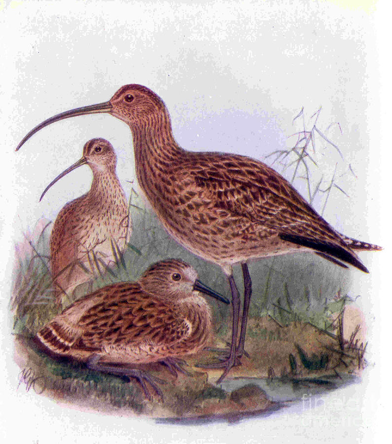 Bird Drawing - 1950s Uk Curlews Book Plate by The Advertising Archives