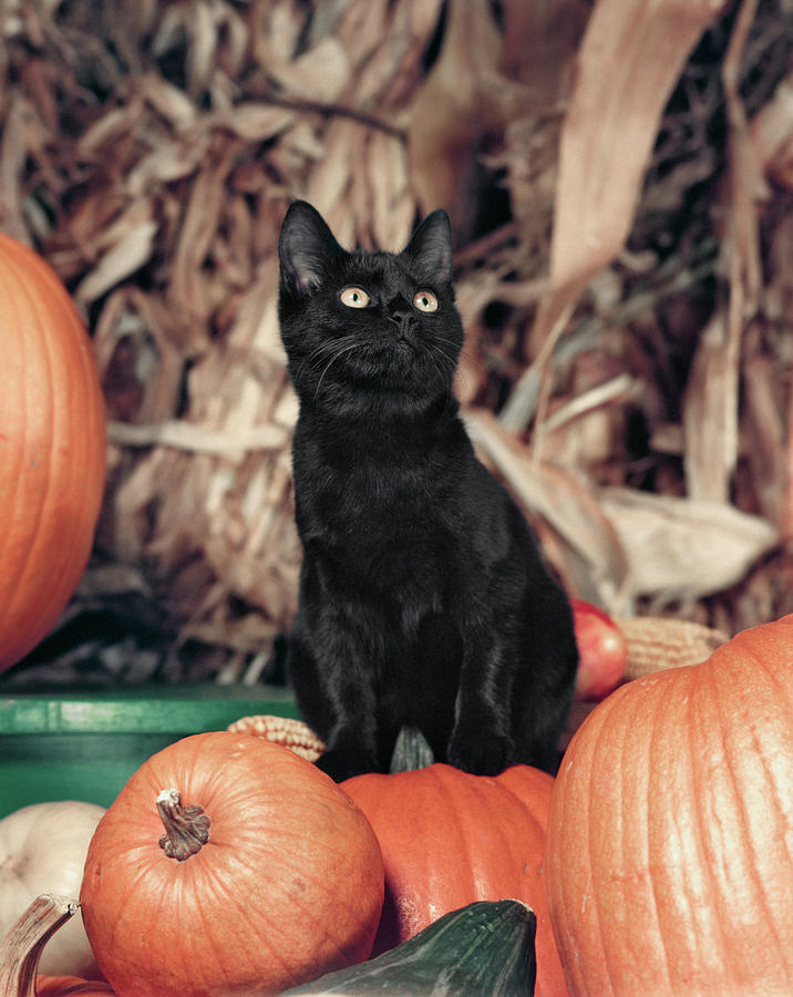 1950s Wide-eyed Black Cat Kitten Photograph by Vintage Images - Fine ...