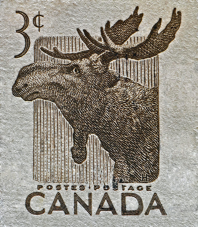 1953 Canada Moose Stamp Photograph