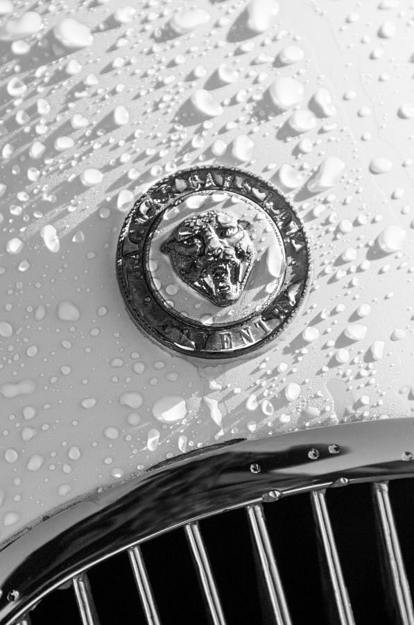 1954 Jaguar XK120 Roadster Emblem Photograph by Jill Reger