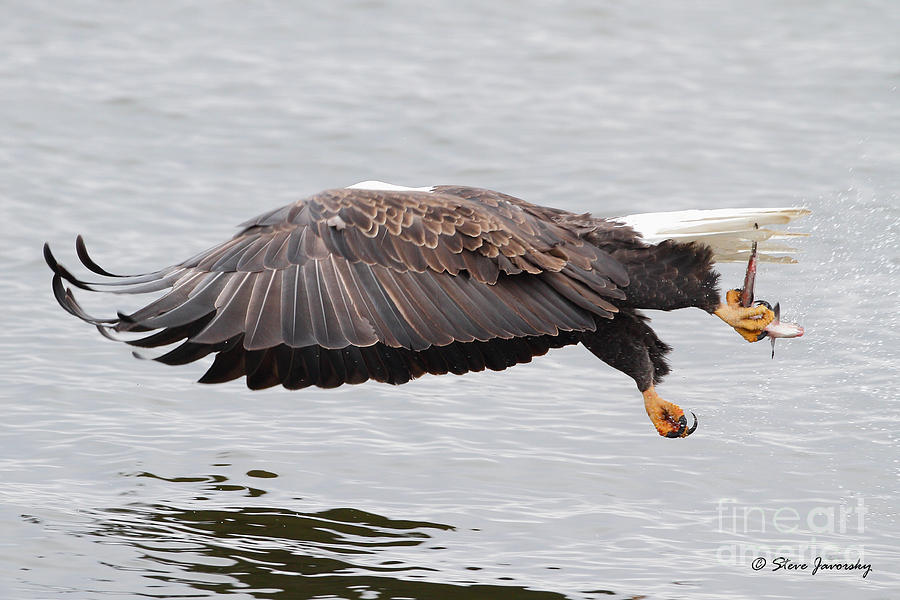 Bald Eagle #196 Photograph by Steve Javorsky