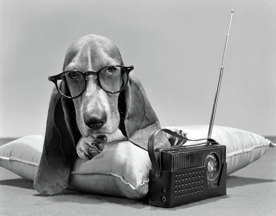 Black And White Photograph - 1960s Basset Hound Character Wearing by Vintage Images