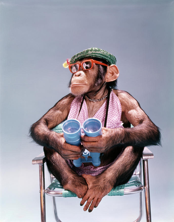 1960s Chimpanzee With Binoculars Straw Photograph by Vintage Images ...