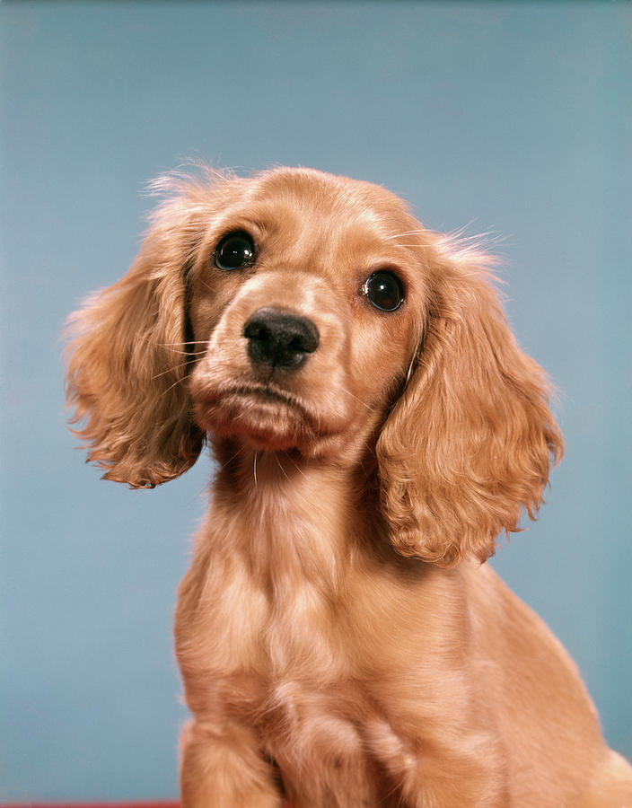 Pedigree Working Cocker Spaniel Puppies for Sale | Russia