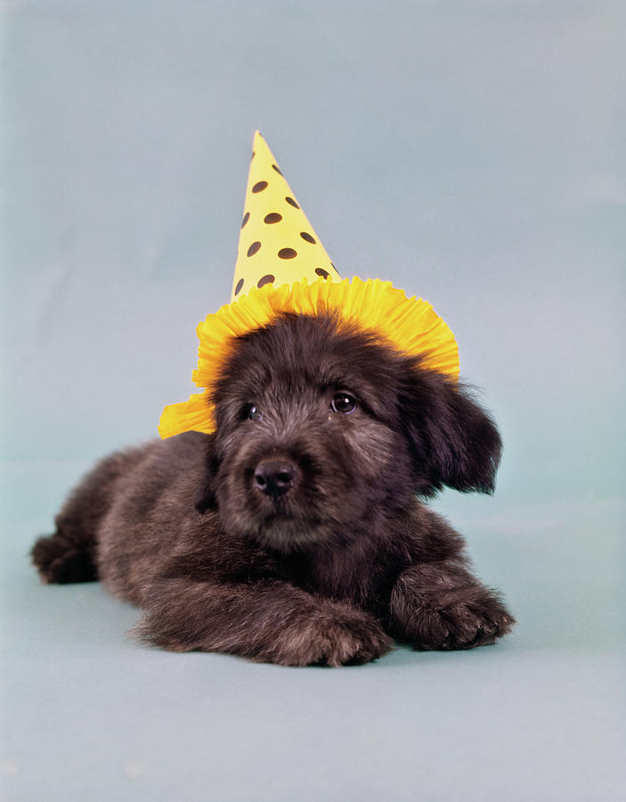 Animal Photograph - 1960s Cute Skye Terrier Puppy Wearing by Vintage Images