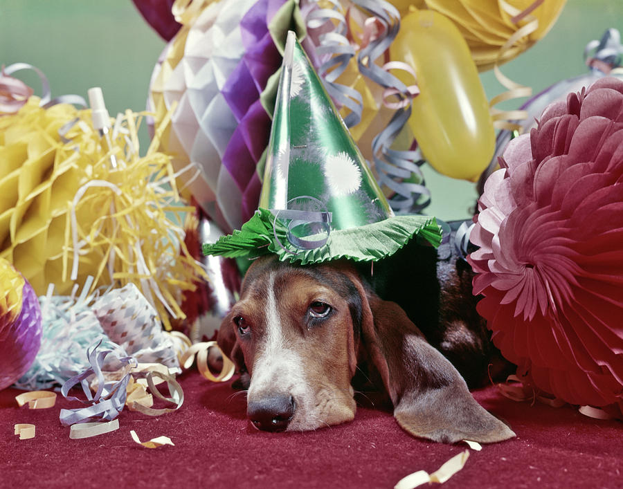 Animal Photograph - 1960s Exhausted Basset Hound With Sad by Vintage Images