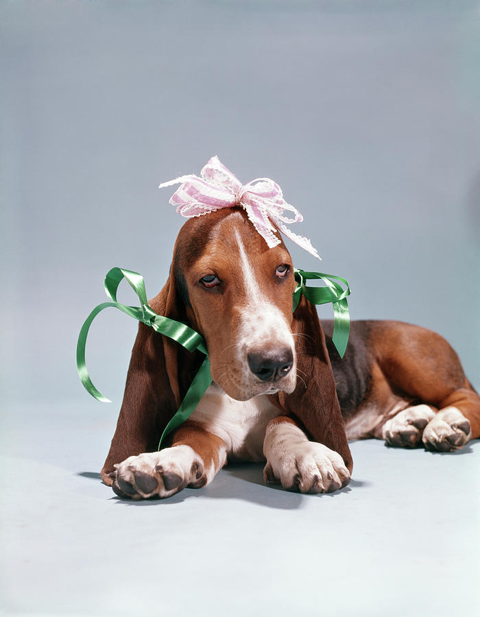 Animal Photograph - 1960s Funny Hound Dog Wearing Ribbon by Vintage Images