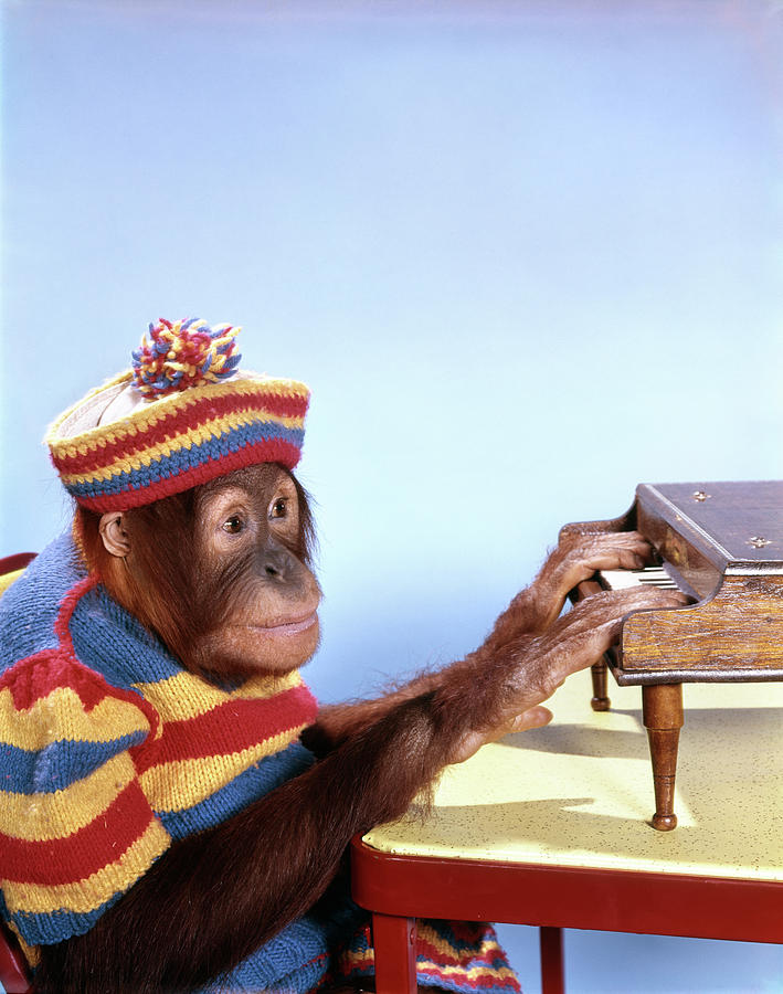 1960s Funny Humorous Orangutan Pongo Photograph by Vintage Images ...