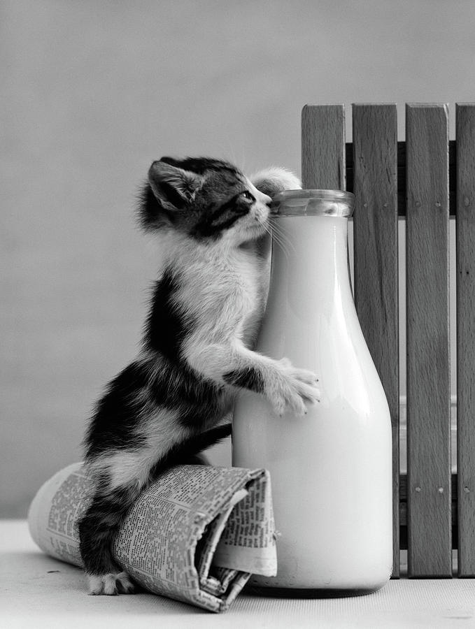 Vertical Photograph - 1960s Kitten Straddled On Hind Legs by Vintage Images Vertical Photograph - 1960s Kitten Straddled On Hind Legs by Vintage Images