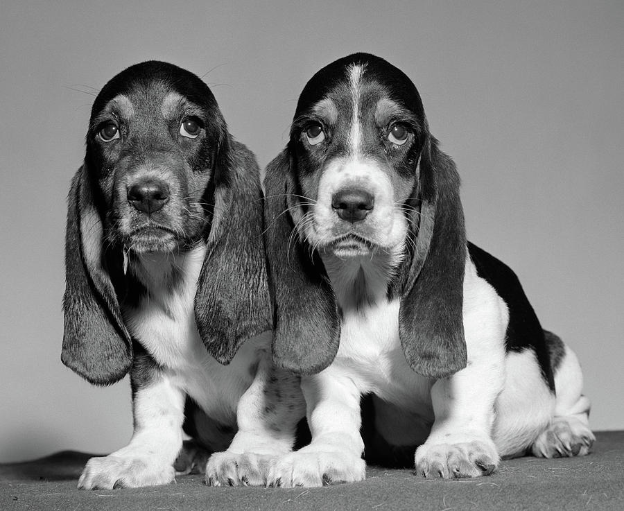 1960s Pair Of Basset Pups Sitting Photograph by Vintage Images - Fine ...
