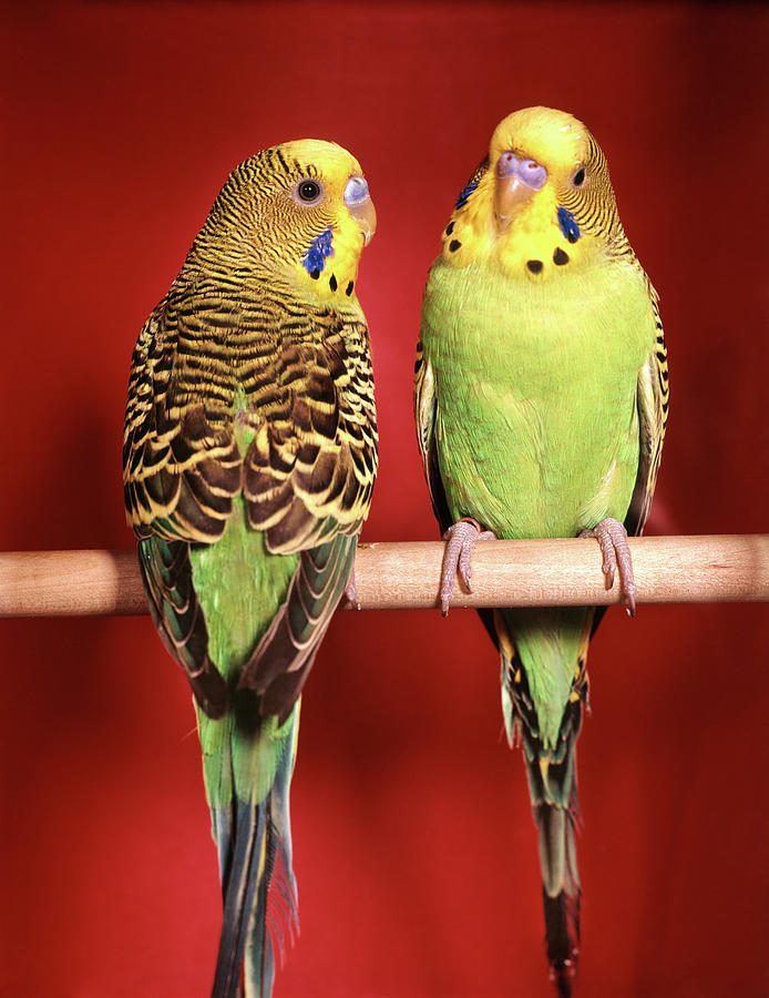 Animal Photograph - 1960s Pair Of Two Yellow Green by Vintage Images