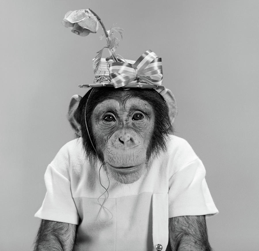 1960s Portrait Monkey Chimpanzee Photograph By Vintage Images