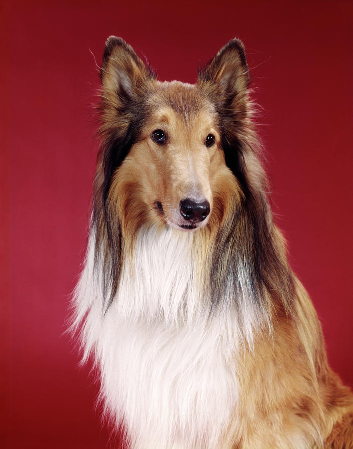 1960s Portrait Of Collie Dog On Red Photograph by Vintage Images 1960s Portrait Of Collie Dog On Red Photograph by Vintage Images