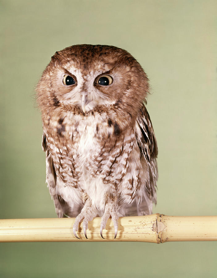 Animal Photograph - 1960s Screech Owl Strigidae Megascops by Animal Images