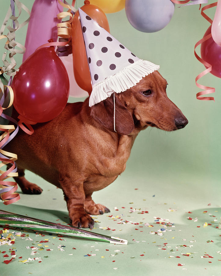 Animal Photograph - 1960s Serious Dachshund Dog Wearing by Vintage Images