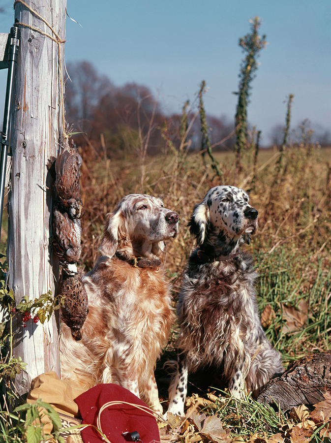 Vertical Photograph - 1960s Two English Setter Dogs Sitting by Animal Images Vertical Photograph - 1960s Two English Setter Dogs Sitting by Animal Images