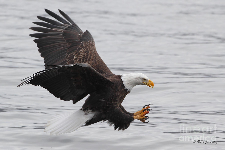 Bald Eagle #197 Photograph by Steve Javorsky