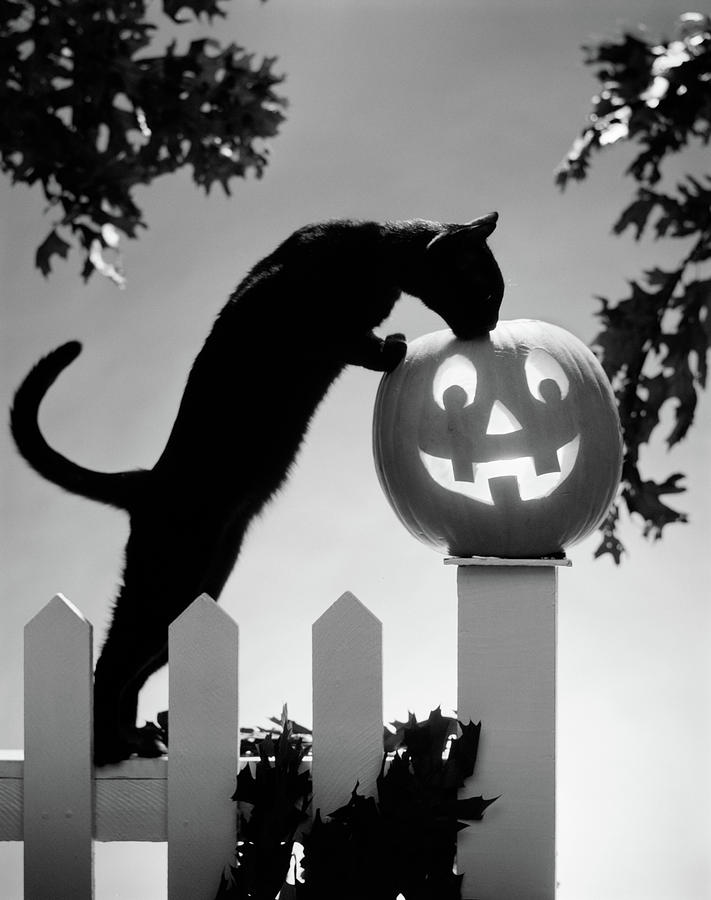 Black And White Photograph - 1970s Black Cat And Jack-o-lantern by Vintage Images