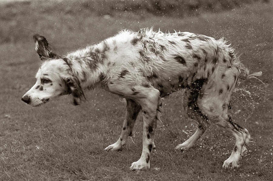 Black And White Photograph - 1970s English Setter All Wet After Bath by Vintage Images