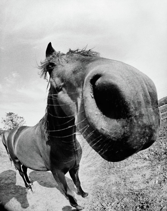 Up Movie Photograph - 1970s Extreme Close-up Of Horse Shot by Vintage Images