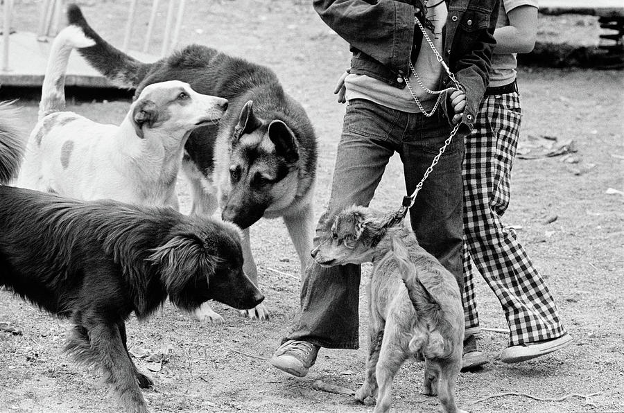 1970s Four Dogs One On Leash Getting Photograph By Animal Images - Fine 