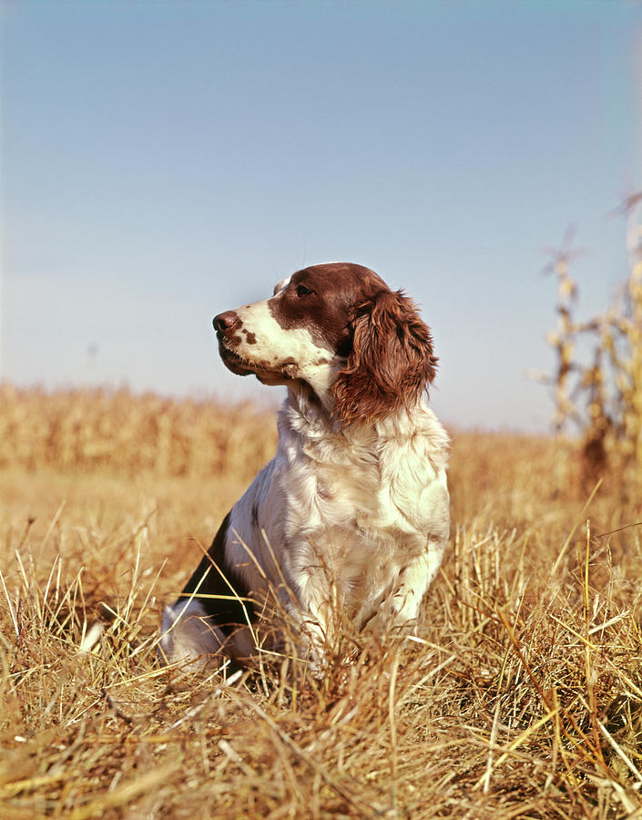 Animal Photograph - 1970s Hunting Dog In Autumn Field by Vintage Images